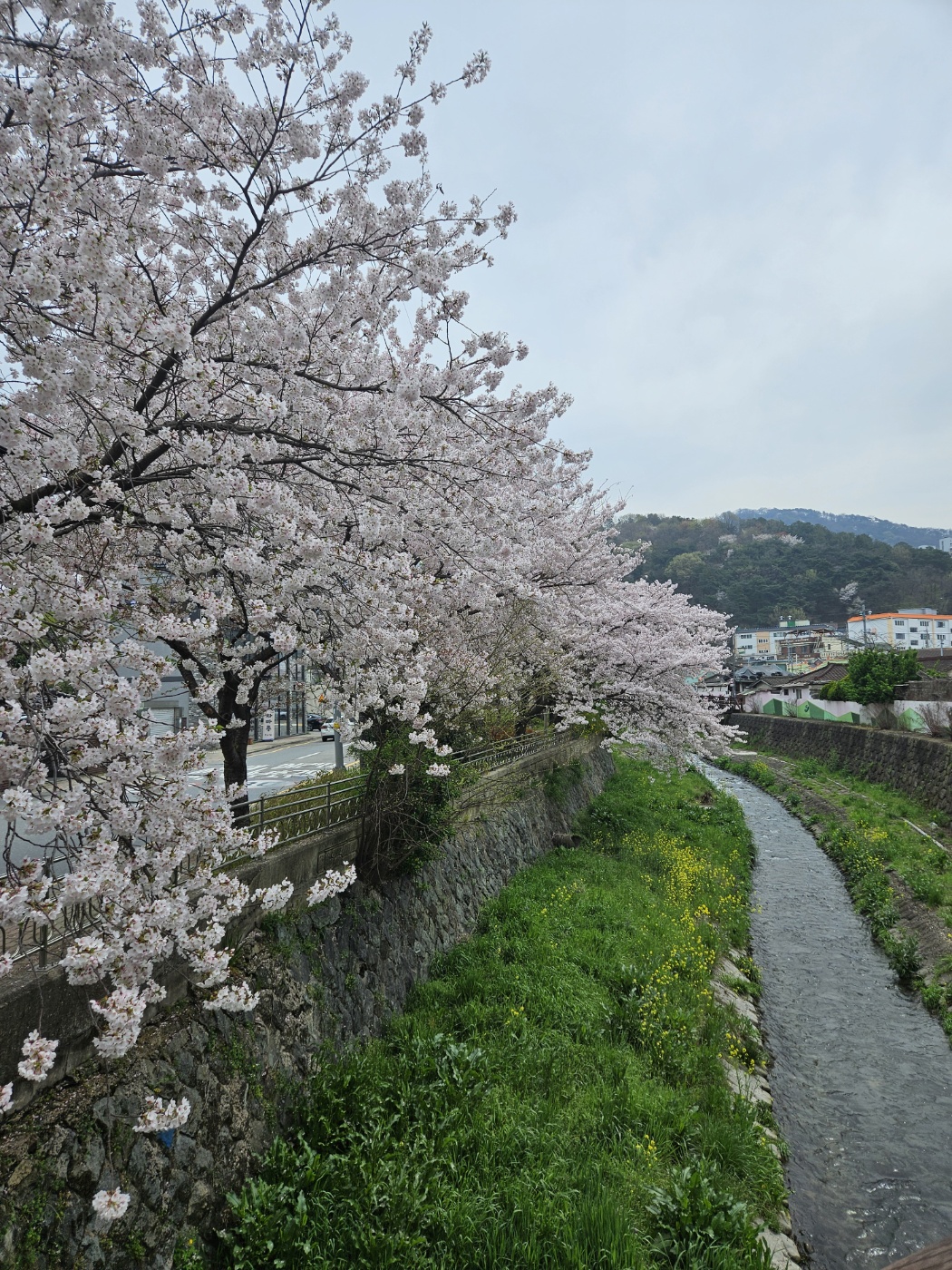 봄바람 휘날리며 벚꽃눈을 느껴요 첨부이미지 : 1712369939486.jpg 
